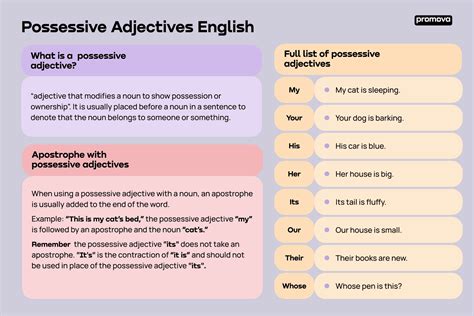 What is a Possessive Adjective | Definition & Examples - Promova ...