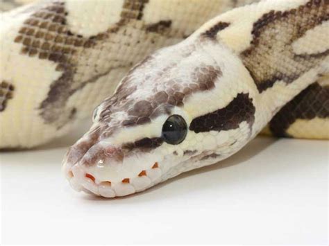 Superfly Ball Python 的图像结果