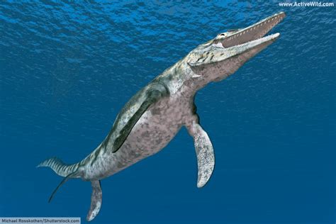 Image result for Mosasaurus