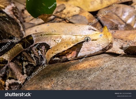 Gaboon Viper Snake Bite 的图像结果