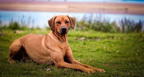 Mini Aussie Growth Chart 的图像结果