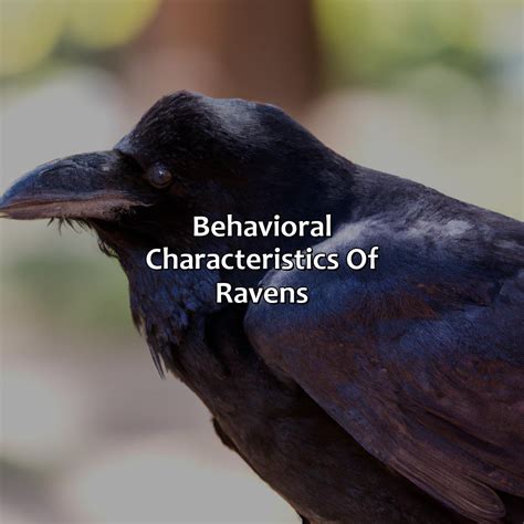 What Is The Color Of Raven