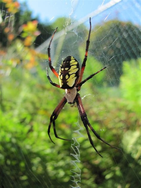 Yellow And Black Spider Is It Poisonous at Hudson Becher blog