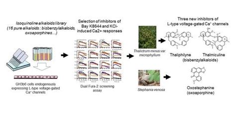 Oxostephanine, Thalmiculine, and Thaliphyline—Three Isoquinoleine ...