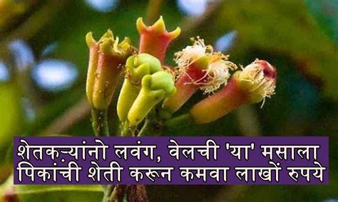 शेतकऱ्यांनो लवंग, वेलची 'या' मसाला पिकांची शेती करून कमवा लाखों रुपये ...