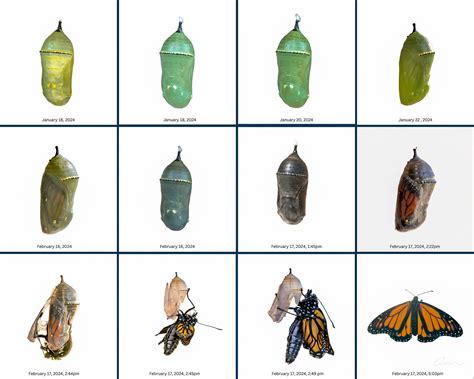 Monarch Butterfly Chrysalis Stages