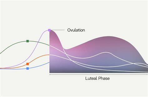 Your Guide to Follicular Phase Symptoms