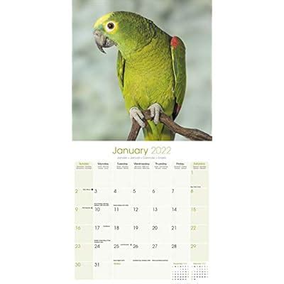 Buy Amazon Parrot Calendar - Parrot Calendar - Calendars 2021 - 2022 ...