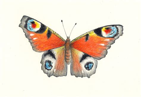 Image result for Butterfly Drawing Tutorial