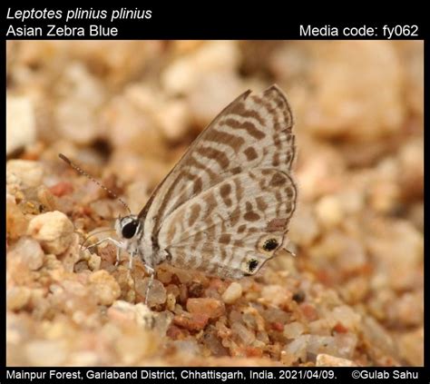 Leptotes plinius | Butterfly