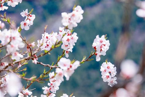 成都市民赏桃花景点大盘点，四月赏花最喜欢去的地方你知道吗？