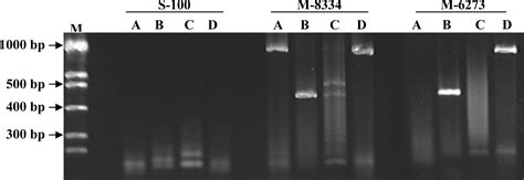 Identification of Select Fumonisin Forming Fusarium Species Using PCR ...