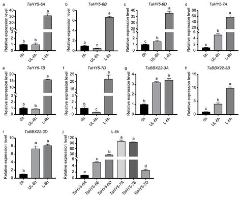 Light-Induced TaHY5-7A and TaBBX-3B Physically Interact to Promote ...