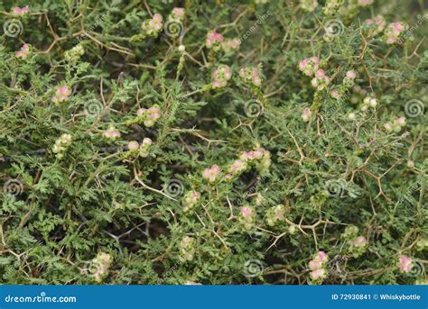 Spiny or Thorny Burnet stock image. Image of flower, garrigue - 72930841 - genus of mediterranean plants with spiny leaves