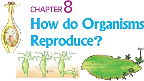 Image result for Reproduction Class 10 Videos