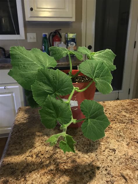 Butternut Squash Seedlings Winter Squash Uchiki Kuri Plug Plants