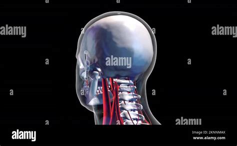 Cortex layers brain Stock Videos & Footage - HD and 4K Video Clips - Alamy