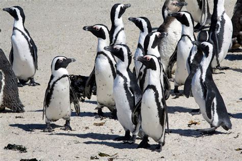 Penguin | Habitat, Species, Predators, & Facts | Britannica