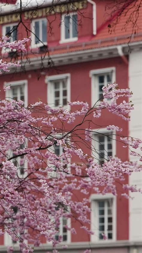 Sinfuldeeds+ +Blonde+Rmt+Video+Leaked Videos, Download The BEST Free 4k Stock Video Footage ...