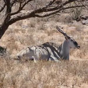 Eland Tutorial Python 的图像结果