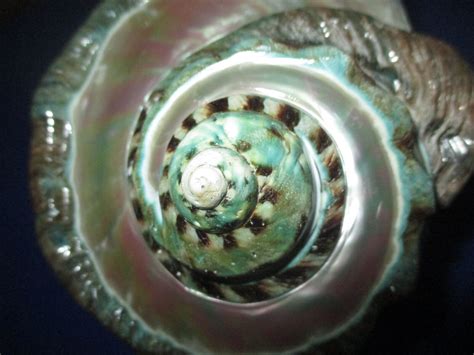 HUGE Turbo marmoratus polished,183mm length(7.4 inch)Nice color ...