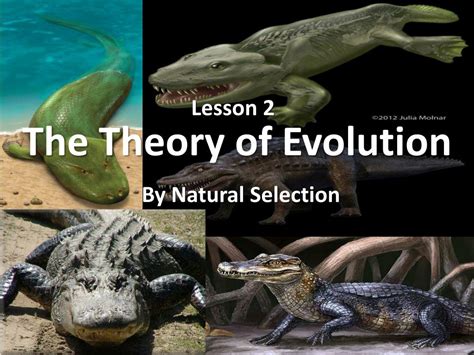 Evolution Theory Explained 的图像结果
