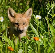Image result for Fox with Flowers