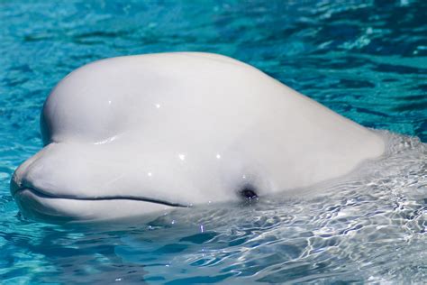 Cute Underwater Creatures Made Up