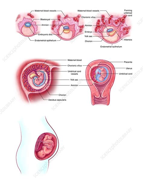 Image result for Embryonic Development Crash Course