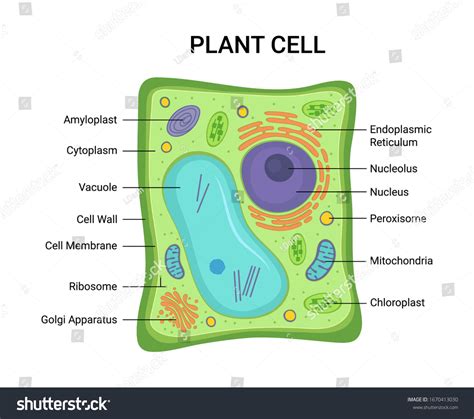 Label Plant Cell Worksheet - Admuscente