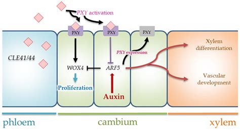 Identification and Expression Profile of CLE41/44-PXY-WOX Genes in ...