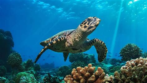 Image result for Turtle Programming Tutorial