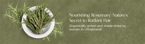 Buy Blend It Raw Apothecary Rosemary Oil for Hair Growth with Rosemary ...