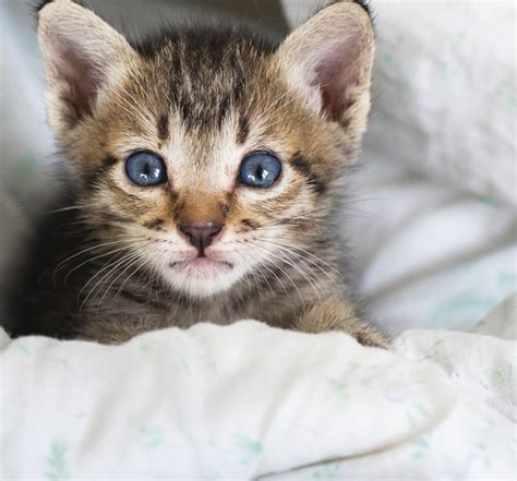 Ways to Prevent Cruelty to Animals - FOUR PAWS International - Animal ...