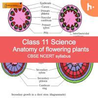 Listen Online Podcast Theory part | CBSE | Class 11 | Biology | Anatomy ...