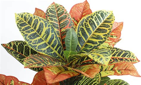 Buy momoplant Artificial Croton Plant,FauxFiddleLeaf fig Tree ...