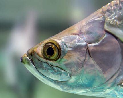 Image result for Background for Distributed Database