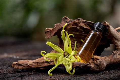 Ylang-Ylang Oil For Hair Care - Benefits & Uses – VedaOils