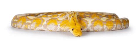 Image result for Sun Tiger Cow Reticulated Python