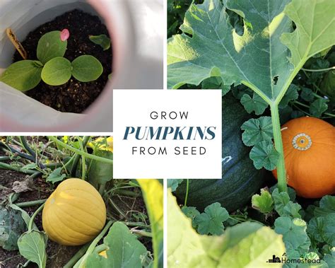 Pumpkin Seeds Specification at Benjamin Hutchison blog