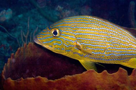 5 Most Common Caribbean Fish Species