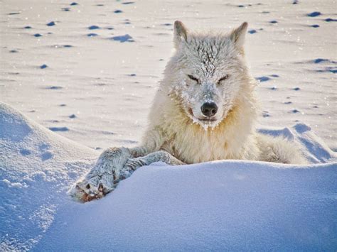 White Wolf: 15 Photos of the Most Amazing Animal in Alaska - Arctic Wolves. | Arctic wolf ...