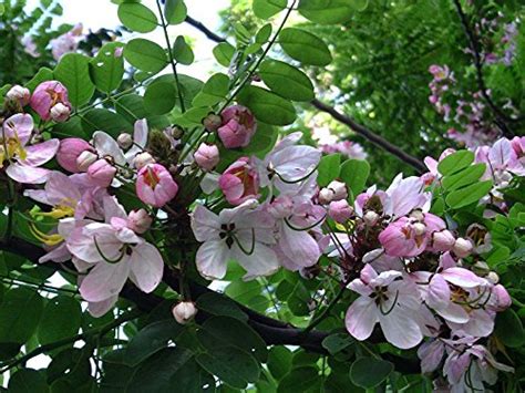 M-Tech Gardens Rare Tropical Cassia javanica pink shower Tree 10 Seeds ...