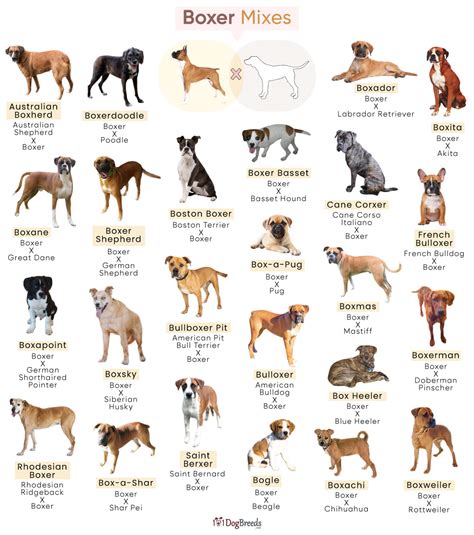 Image result for Boxer Mix Dogs