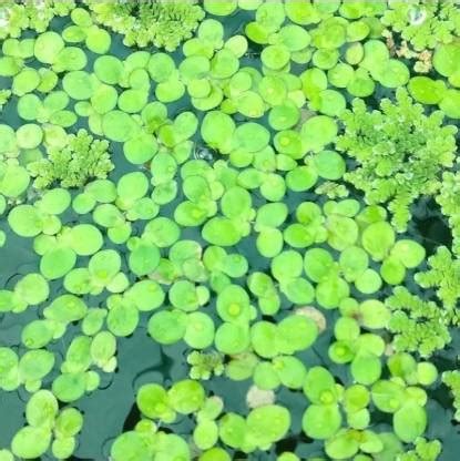 ibains Amazon duckweed seeds ajola Seed Price in India - Buy ibains ...