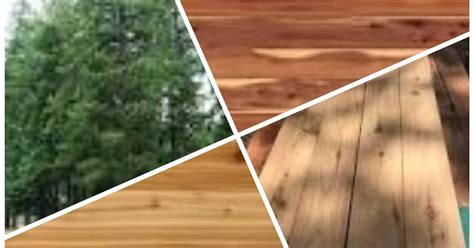 Kekurangan dan kelebihan kayu cedar untuk dimanfaatkan menjadi furnitur ...