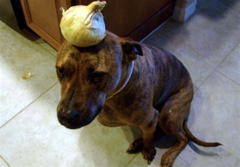 Can Dogs Eat Onions? Risks, Side Effects & Treatment