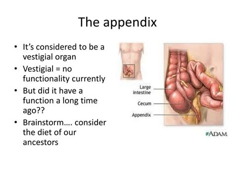 Image result for Understanding the Appendix