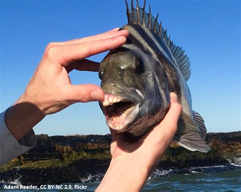 Sheepshead Fish Mouth