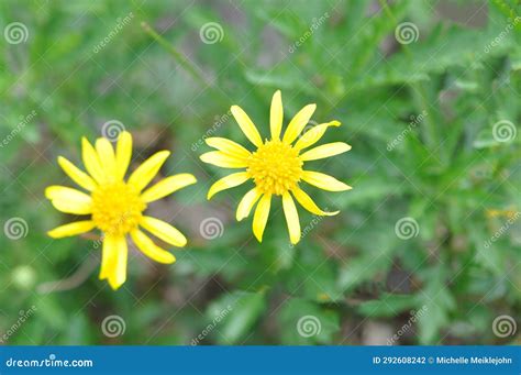 African Bush Daisy Yellow Flowers Stock Photo - Image of african ...